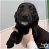 adoptable Dog in washington, DC named Eeyore