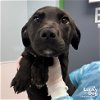 adoptable Dog in washington, DC named Elroy