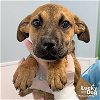 adoptable Dog in , DC named Elma