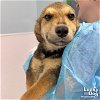 adoptable Dog in washington, DC named Etzel