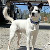 adoptable Dog in washington, DC named Shilo