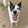 adoptable Dog in , DC named Shilo
