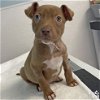 adoptable Dog in , DC named Georgia