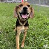 adoptable Dog in , DC named Flo