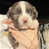 adoptable Dog in washington, DC named Sampson