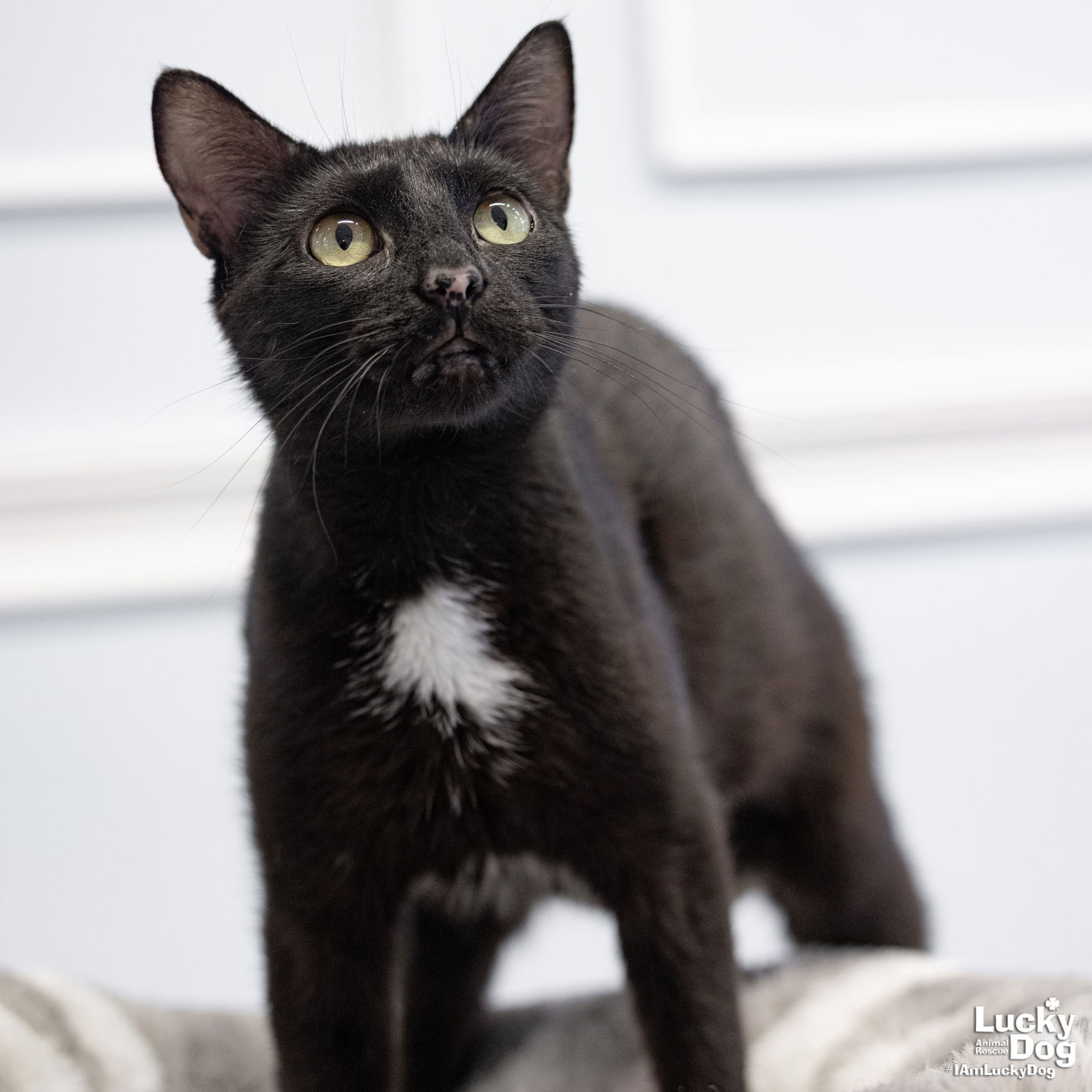 adoptable Cat in Washington, DC named Freckles