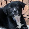 adoptable Dog in washington, IN named Clemson