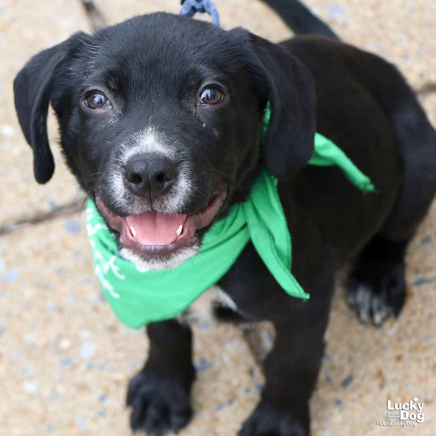 adoptable Dog in Washington, DC named Clemson
