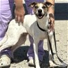 adoptable Dog in , DC named Odette