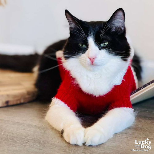 Lil Lucky Bat, Adult Domestic Short Hair (short coat), cat for adoption in Manassas, Virginia
