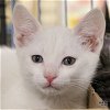 adoptable Cat in washington, IN named Supurrvisor