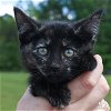 adoptable Cat in washington, IN named Yunicorn