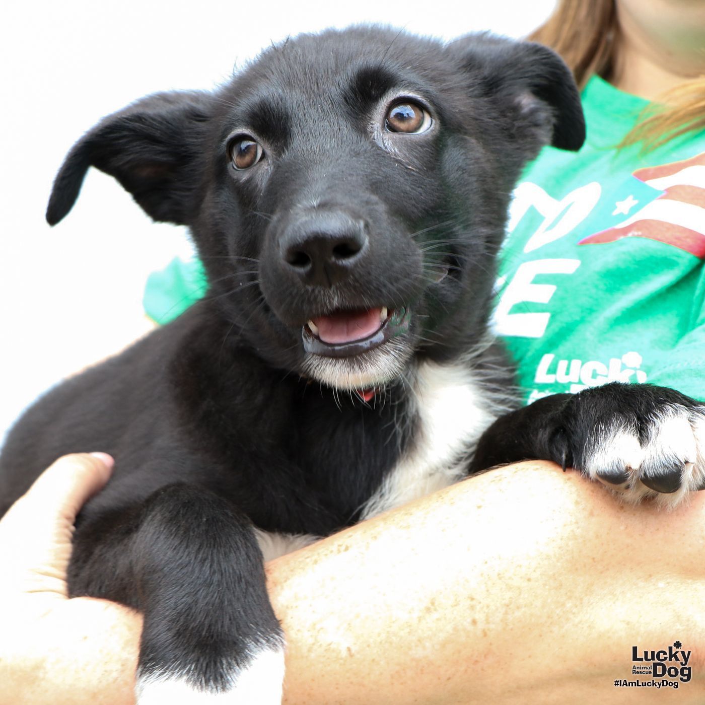 Dog adoption in Washington DC 20002: Shetland Sheepdog Sheltie