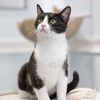 adoptable Cat in , DC named Danny