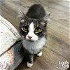 adoptable Cat in , DC named Charlie