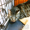 adoptable Cat in washington, IN named Hangman