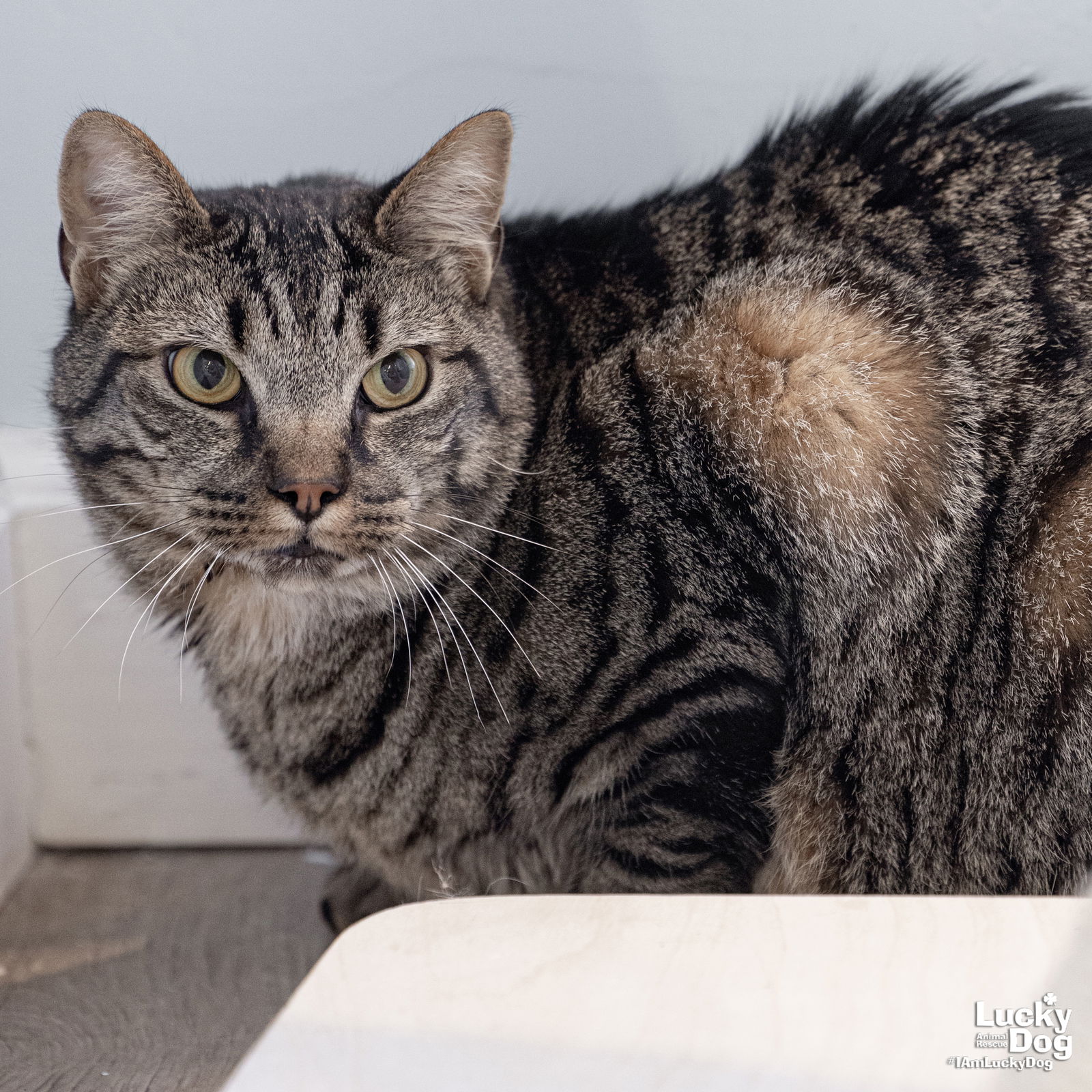 adoptable Cat in Washington, DC named Hangman