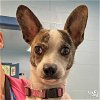adoptable Dog in , DC named Atlas