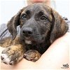 adoptable Dog in washington, IN named Zelda