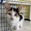 adoptable Cat in washington, IN named Harper