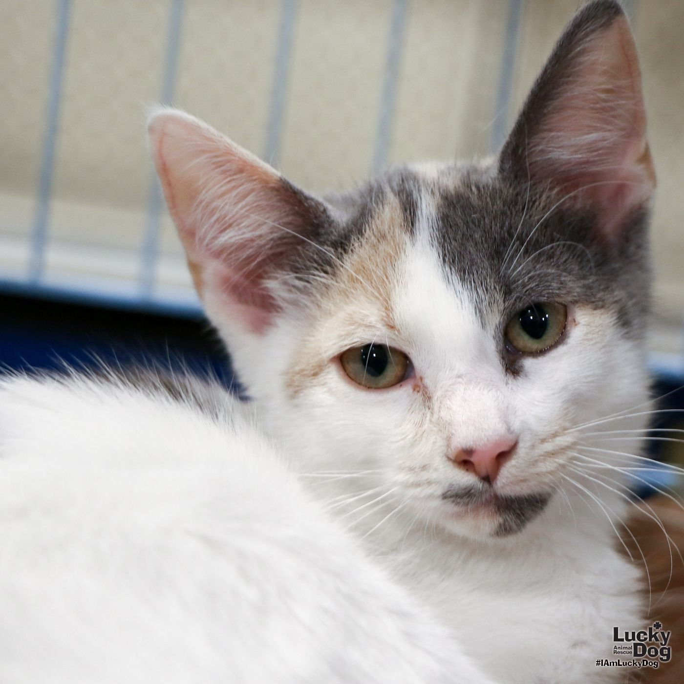 adoptable Cat in Washington, DC named Heather