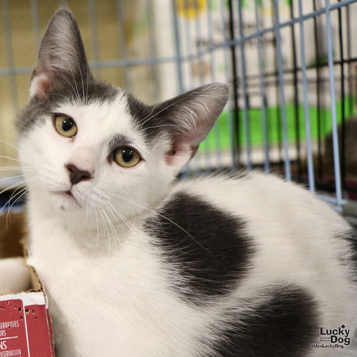 adoptable Cat in Washington, DC named Howie