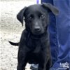 adoptable Dog in washington, IN named Coal