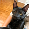 adoptable Cat in , DC named Nala