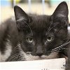 adoptable Cat in , DC named Nova