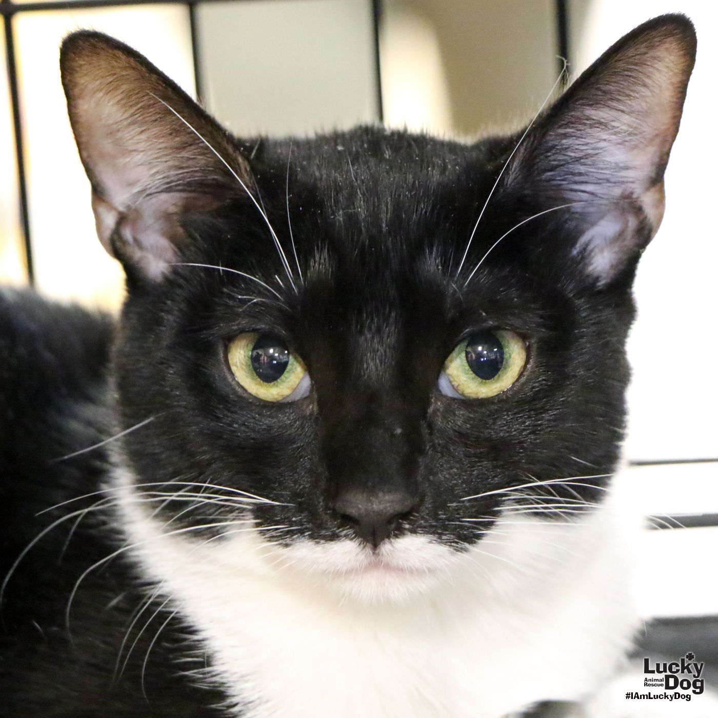 adoptable Cat in Washington, DC named Nova