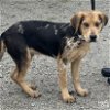 adoptable Dog in washington, IN named Hogan
