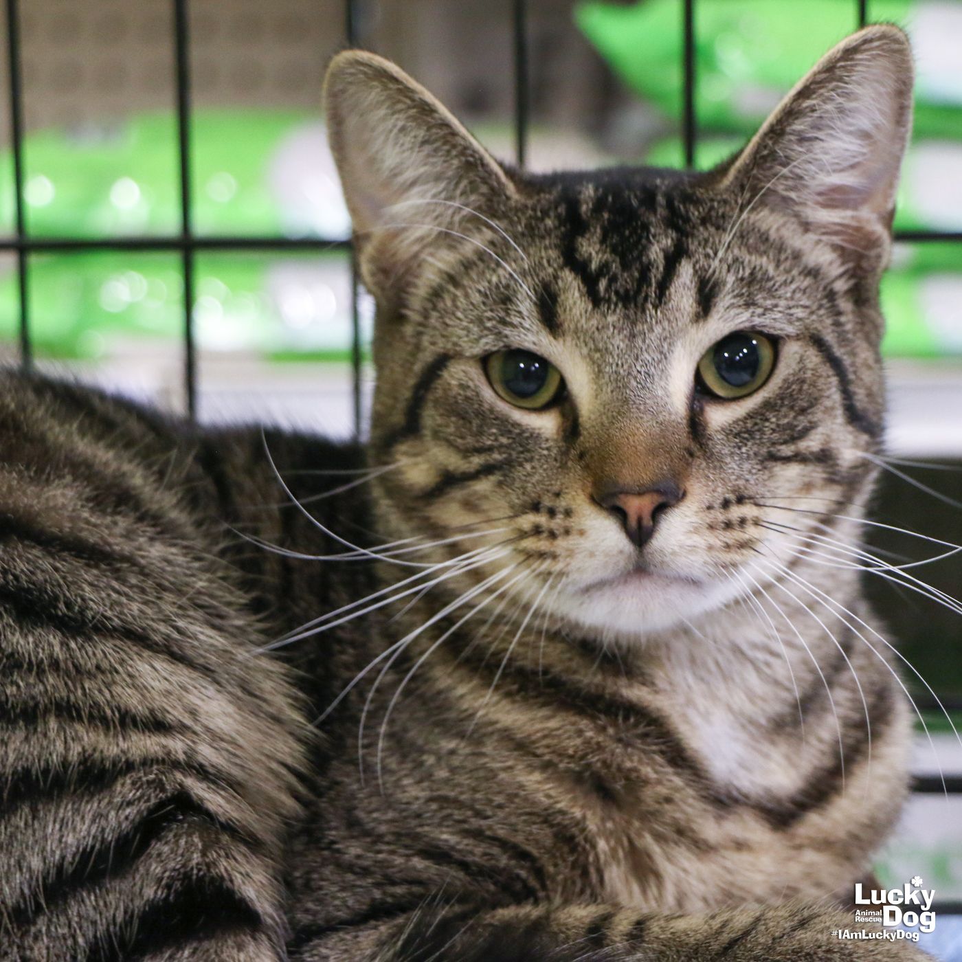 adoptable Cat in Washington, DC named Poe