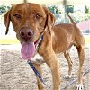 adoptable Dog in , DC named Chad