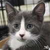 adoptable Cat in washington, IN named Bart