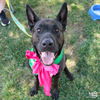 adoptable Dog in Washington, DC named Lacey