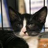 adoptable Cat in washington, IN named Becket