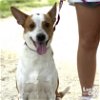 adoptable Dog in  named Duke