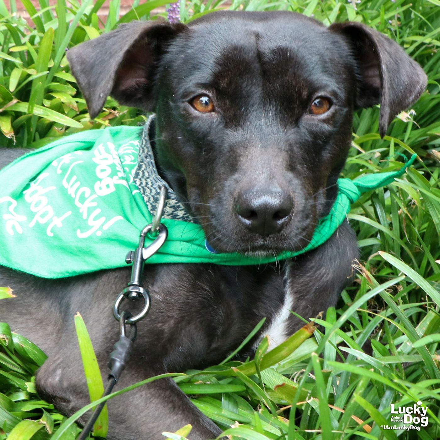 adoptable Dog in Washington, DC named Ty