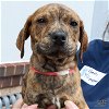 adoptable Dog in , DC named Odyssey