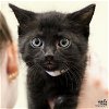 adoptable Cat in , DC named Cherry Pie