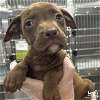 adoptable Dog in washington, IN named Bermuda