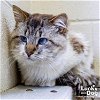 adoptable Cat in , DC named Chowder