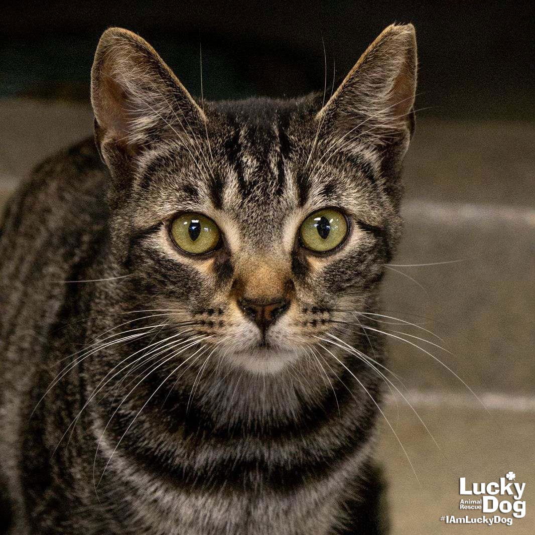 adoptable Cat in Washington, DC named Hairy Styles