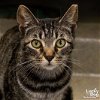 adoptable Cat in washington, IN named Hairy Styles