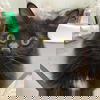 adoptable Cat in  named Madias