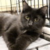 adoptable Cat in Washington, DC named Madias