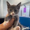 adoptable Cat in washington, IN named Zeka