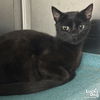 adoptable Cat in , DC named Isla