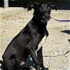 adoptable Dog in , DC named Coleman