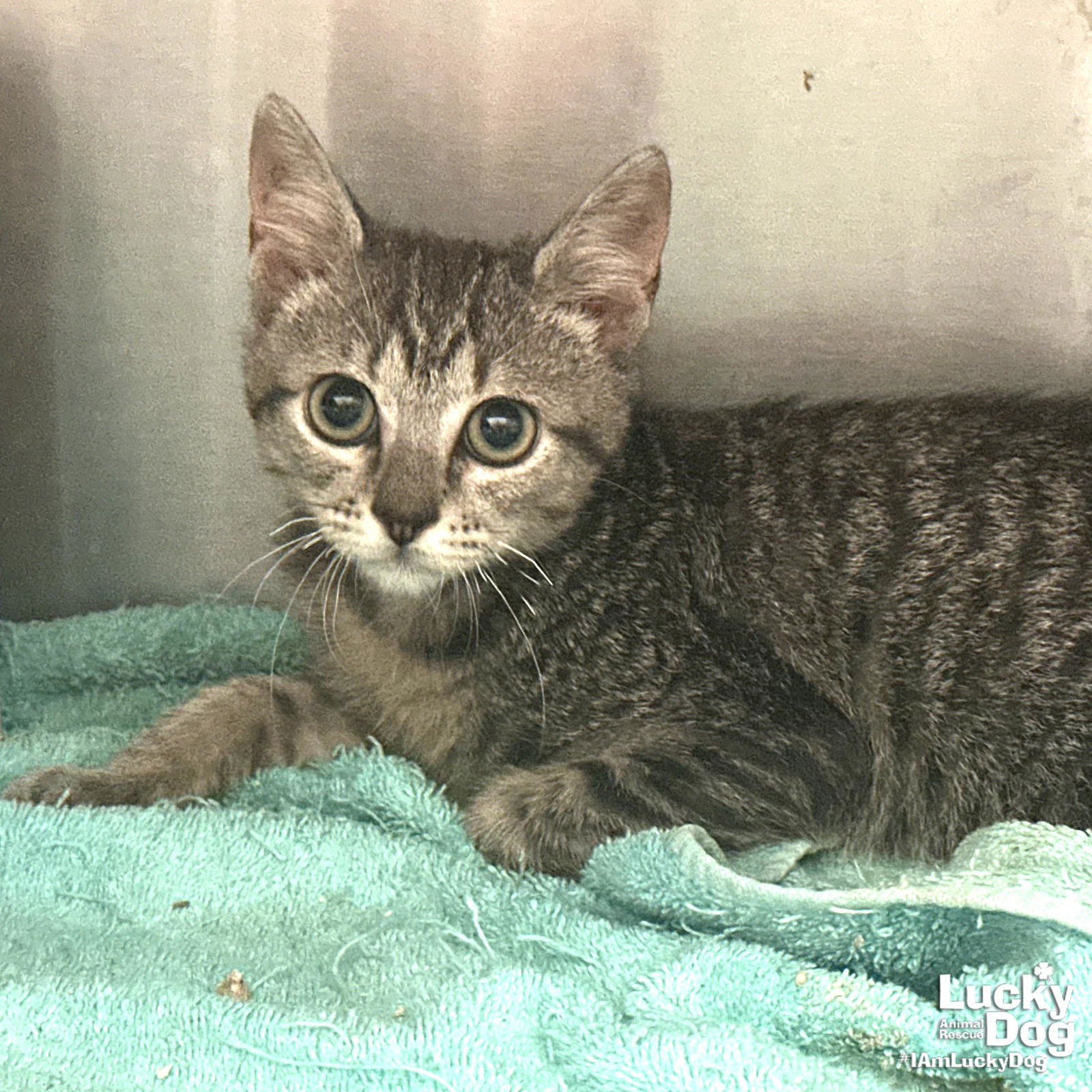 adoptable Cat in Washington, DC named Nigel